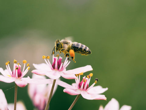 Bee Health & Food