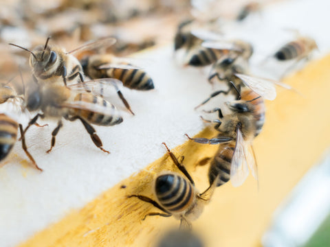 Live Bees and Queens