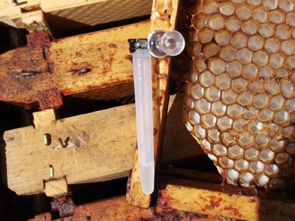 Swarm Lure - Pheromone SwarmCatcher – West Coast Bee Supply (2017