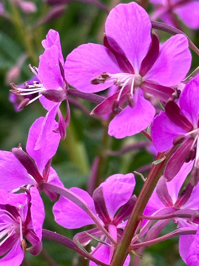 Fireweed Honey