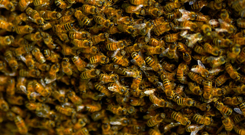 Full Single Box Hive