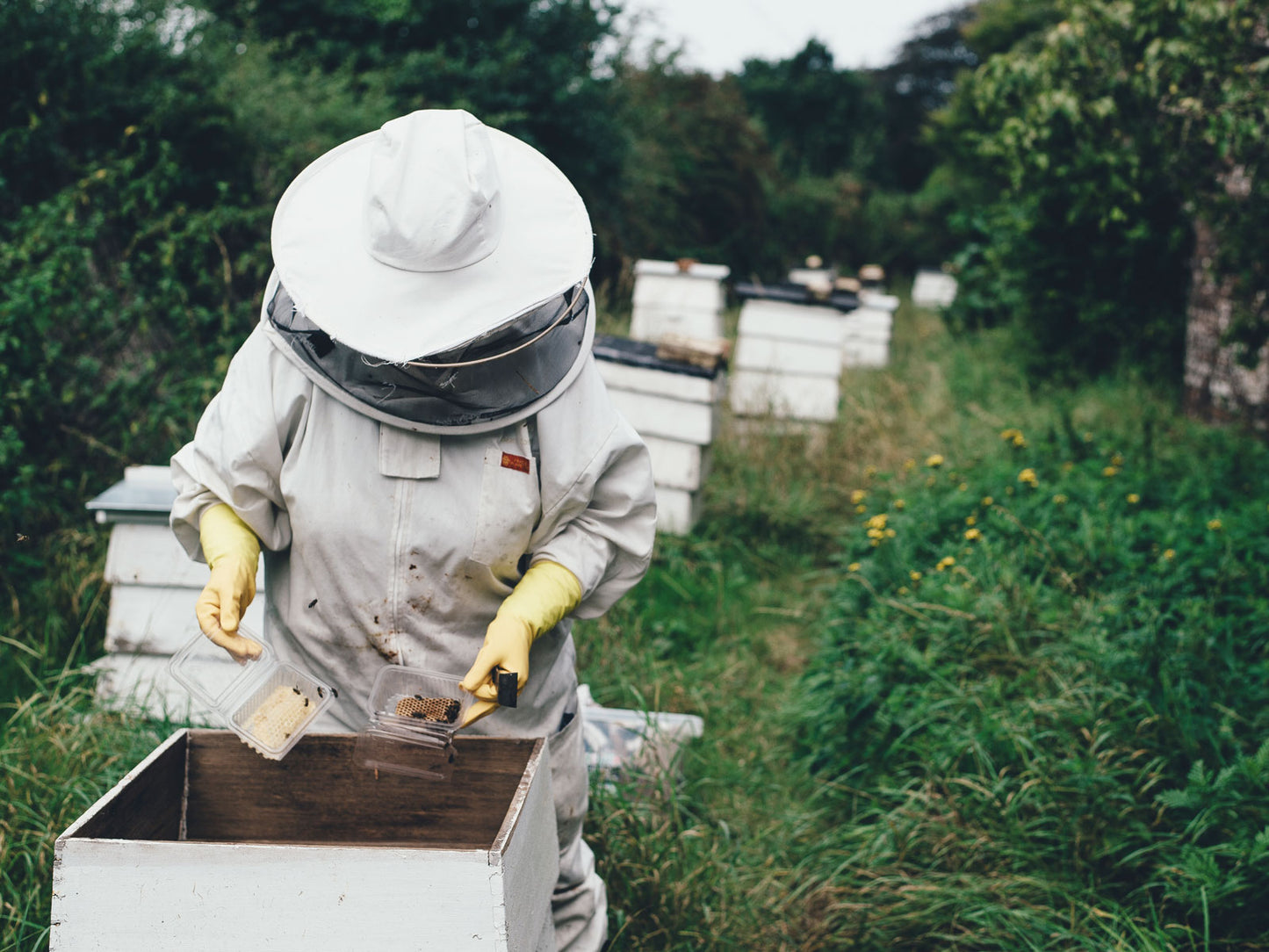 Beekeeping Course