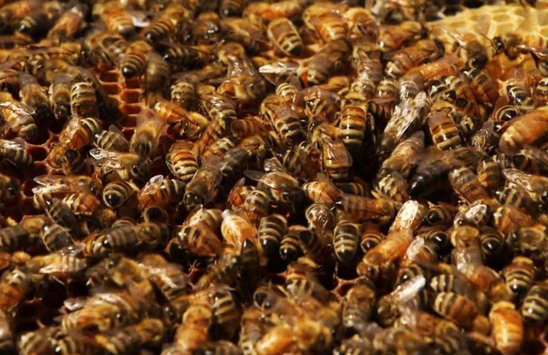 Bee Packages - Australian - Tasmanian 2024